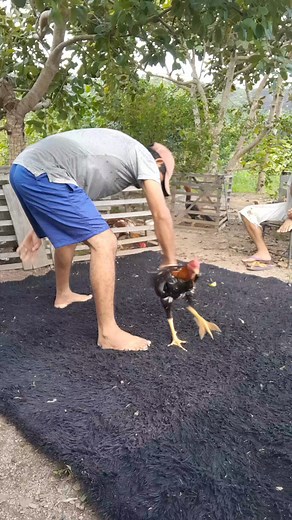 #barbudos #Matriz #Jack #galos #pintinhos #ovos #so #qualidade #frangos #top | cocheira galos Moura