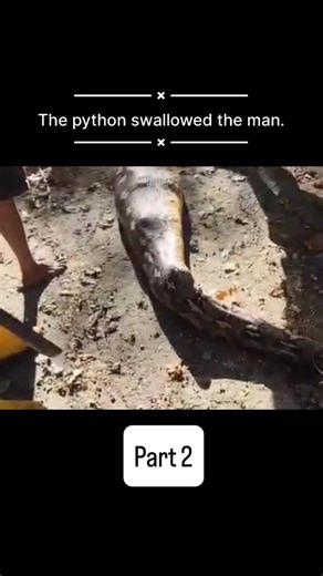 The animal attacked a man on Instagram: "The python swallowed the man. Full video uploaded @animalattackedman 😀😀👈 #explore #animal #attack"