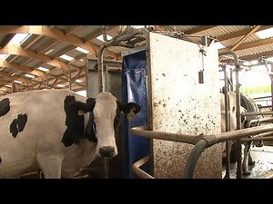 Des robots pour traire les vaches