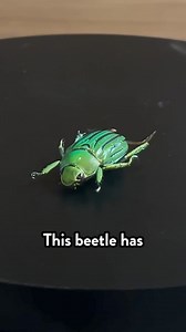 Something weird happens when you look at this bug in a mirror 🪲🪞 | Be Smart