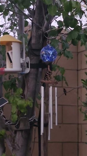 Promethee shares the trees