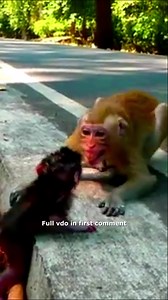 Young Mom Monkey Tries to Say Something to Her New Baby While Training Her Child to Walk 🥰 Check full vdo in first comment | Hello Monkey