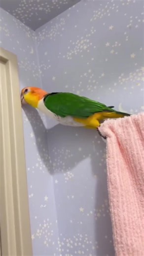 Parrots Dancing in Nature: A Joyous Display