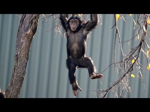 Dallas Zoo's Young Chimp Makes Impressive Tree Climb