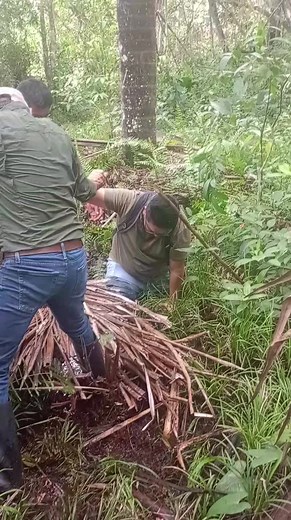 2.3K views · 26 reactions | Te atreverías a caminar por zonas pantanosas? #boas #anacondas #amazonia | Yatsuru | Facebook