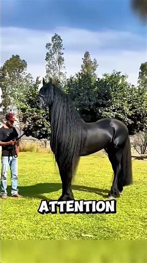 Top 5 Facts About the Friesian Horse 🖤🐎 #Shorts #equestrian