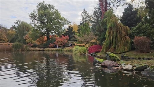 Czasem do pracy trzeba dopłynąć :) Sosny na wyspach w Ogrodzie Japońskim we Wrocławiu ogarnięte. | niwaki.com.pl