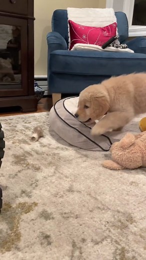 Adorable Clumsy Puppy Compilation
