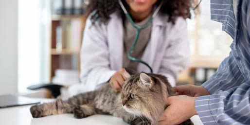 Can You Pass This Quiz About Cat Care?