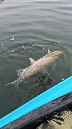 Rainbow Trout Fishing! ‪@OldSoulOutdoors‬ #shorts #fishing #fishingtrip #troutfishing