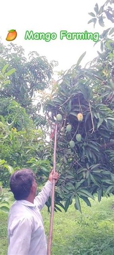🥭 Organic Mango Farming India #OrganicMango #OrganicFarming #NaturalFarming #SustainableAgriculture