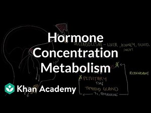 Hormone concentration metabolism and negative feedback | NCLEX-RN | Khan Academy