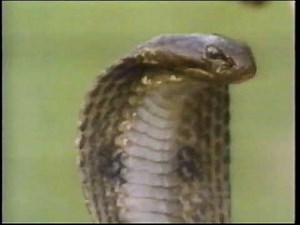 Subtle as a Serpent (Snake full documentary)