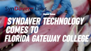 13 reactions · 13 shares | Insight into the synthetic cadaver technology used by the Anatomy and Physiology department here at FGC. | Florida Gateway College | Facebook