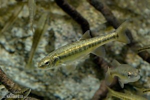 Common minnow - Alchetron, The Free Social Encyclopedia