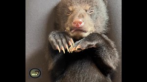 Sweet dreams baby bear. Video - "volume up" A little bear dreams, makes sweet movements and noises. March 2025. Orphan cubs name is Oscar, approx. age two months. www.bearwithus.org | Bear With Us Centre for Bears - Rehabilitation, Education, Sanctuary