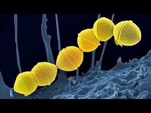 Overview and Introduction to Streptococcus Bacteria Microbiology