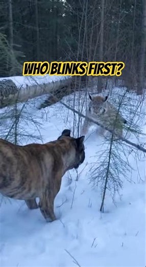 Dog vs Lynx: The Wild Encounter You Won't Believe!
