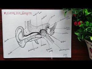 Ear Diagram drawing CBSE || easy way || Draw Human Ear anatomy - Step by step for beginners