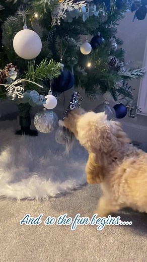 The fun begins.. 🎄🐶 #cavapoochon #cavapoochonpuppy #puppy #cavapoochonsoftiktok ##puppytiktok##puppiesoftiktok##dogsoftiktok##cavapoochonpups##cavapoo##cutepuppy##funnypuppy##cutedog##christmastree##firstchristmas