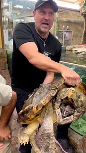 Jayprehistoricpets 110 pound Alligator Snapping Turtle!#snappingturtle #alligatorsnappingturtle #reptilezoo | Greg Wittstock the Pond Guy