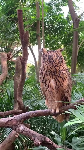 Beautiful Owl Photography: Capturing Nature's Elegance