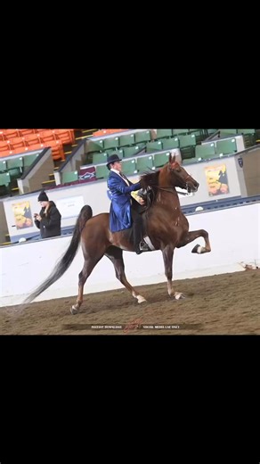 15 reactions | Just One More Kiss! Check out this awesome Five Gaited gelding ready to take your amateur or juvenile through the gate! #AmericanSaddlebred #SaddlebredStyle #SaddlebredPride #SaddlebredLove #ASBShowHorse #SaddlebredLife #SaddlebredNation #FiveGaited #ThreeGaited #ShowHorseLife #EquestrianStyle #asbdreams | Gary Guz Stables | Facebook