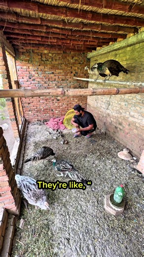 Peacock Chicks Enjoy Egg Yolks, Peacocks Jealous 🐣