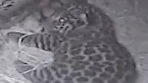 Check out the newest jaguar in town: First new cub born at Jacksonville zoo in 10 years