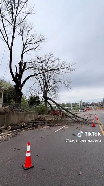 Full Tree Removal #tree #treeworker #lawncare #treework #lawncare #homeimprovement #homeproject #gardening #gardenproject #businessowner