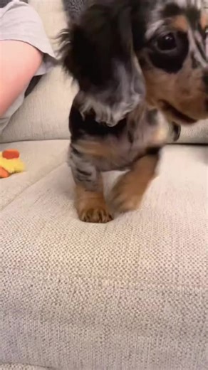 Lady the. Ladybug #dachshund #puppy #nyc