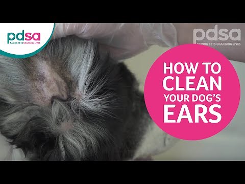 How To Clean Your Dog’s Ears And Recognise Ear Problems