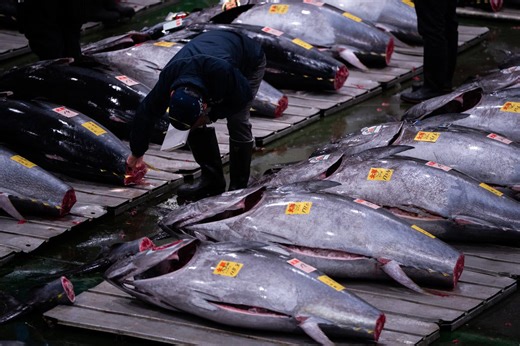 Tuna sells for huge record price at Tokyo fish market auction opening