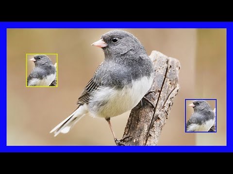 Dark-Eyed Junco Song, Dark-Eyed Junco Call, Chirp, Sound - Junco Ojos Negros Canto - Junco Hyemalis