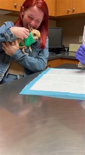 Chihuahua Vet Funny Scared Reaction 😂🐶 | Tiny Dog Drama