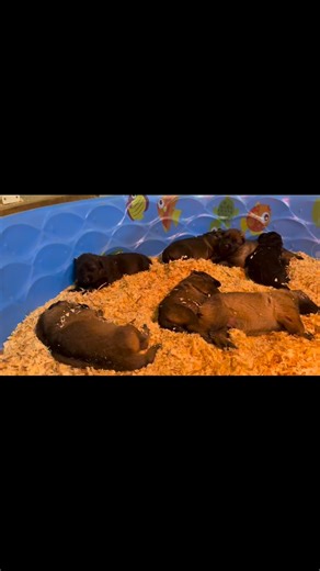 A bit over due, but some footage of the life of a puppy for our Nala x Zander litter. At 2 weeks old these puppies are doing a lot of sleeping under their warm heat lamps with their mama! | Wendelin Farm
