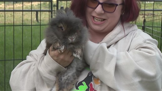 Unleashed Animal Rescue: Meet Jerry, a Lionhead rabbit available for adoption!