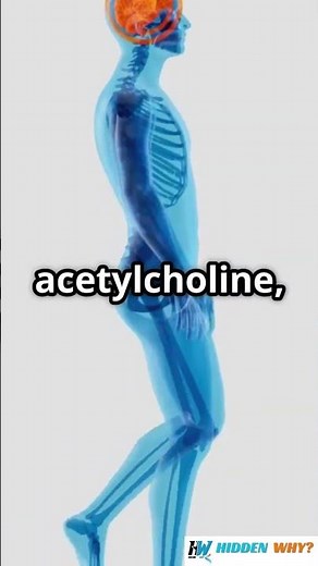 🧠 What are Neurotransmitters and Their Role in the Nervous System? 🔬