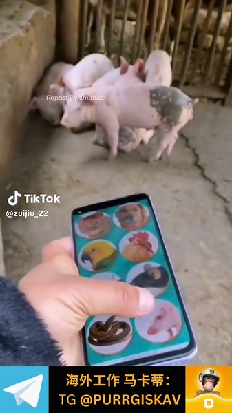 有人知道这个是什么翻译APK吗？我想下载一个 #PURRGIS #翻译 #海外工作