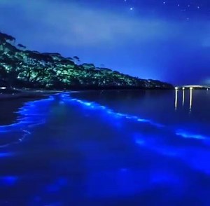 Bahía Bioluminiscente en Fajardo, Puerto Rico. Puerto Rico tiene el privilegio de contar con tres de cinco Bahías Bioluminiscentes del mundo, Una belleza natural, Este Fenómeno se debe a la existencia de microorganismos unicelulares, conocidos como dinoflagedos, que durante el día absorben la luz solar y por la noche la despiden de manera tenue. Una Maravilla Natural!🇵🇷♥️✨ | Cleveland Puerto Ricans