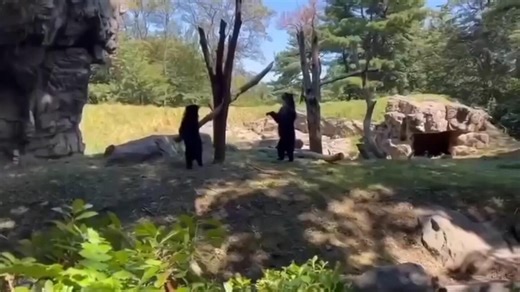 Zoo visitor captures playful moment between Andean bears in New York