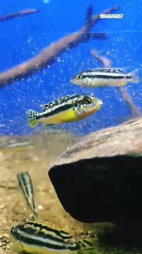 Auratus Cichlid | Most Amazing Aquarium Fish | 🐠 Cichlid | Aquarium Setup for Cichlid Fish | #fish