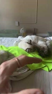 On why “bad” exists