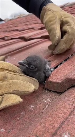 Rooftop Bird Save Welcome to Rescue Ray 🐕✨ This channel is dedicated to sharing heart-touching animal rescue stories — created with the help of Artificial Intelligence (AI). Here, every short video tells a story of hope, kindness, and compassion for animals who deserve a second chance. 🐾❤ All contents on this channel are AI-generated — from visuals to storytelling — designed to spread awareness and love for animals around the world. 🌍 👉 Follow if you believe every life matters. Let’s make th