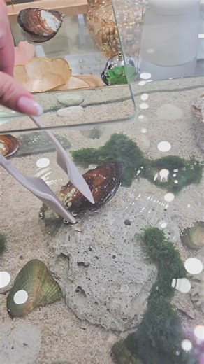 Unique Pick a Pearl Experience in Boracay