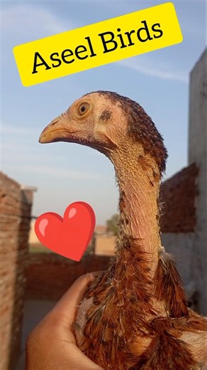 Mini vlog ❤️| Aseel Murgi KY Chicks | Aseel Birds mini Vlog#minivlog #shortvideo #birds