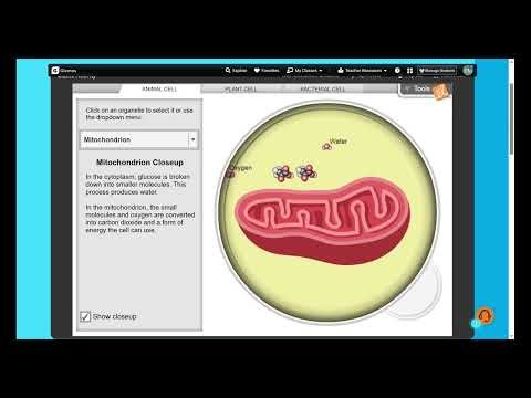 Cell Structure Gizmo Walkthrough | Plant, Animal & Bacterial Cells Explained & Compared