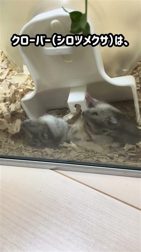 ハムスターに四葉のクローバーをプレゼント