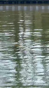 23K views · 385 reactions | Our team spotted another MANATEE in Rudee Inlet today! If you are boating in or near Rudee Inlet please use caution and keep an eye out. Manatees are federally protected under the Marine Mammal Protection Act. We tend to spot a handful of manatees here every summer! Rudee Tours | Rudee Flipper Dolphin and Whale Watching | Facebook