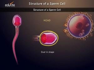 Structure of a Sperm Cell
